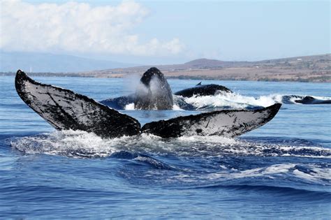 Whale Sanctuaries & Marine Protected Areas 